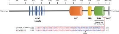 mTOR as a Marker of Exercise and Fatigue in Octopus vulgaris Arm